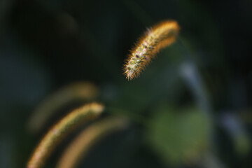 Grass In Evening Light