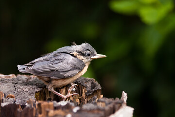  Young Nuthatche