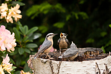 Young Nuthatches with mother