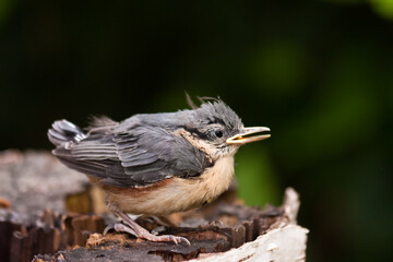  Young Nuthatche