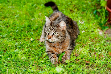 Hoase Cat On A Meadow