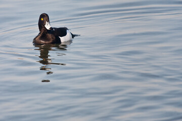 Tufted Duck Aythya Fuligula Male