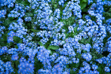 Obraz premium Forget-me-not Myosotis Sylvatica