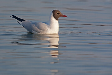 Mire Crow Larus Ridibundus