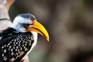 Southern Yellow-billed Hornbill Tockus Flavirostris