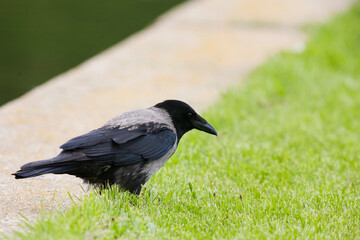 Corvus Corone Cornix