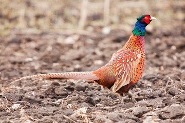 Male Pheasant Phasianus Colchicus