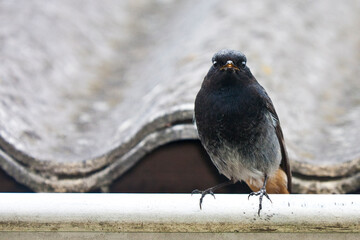 Male Black Redstart Phoenicurus Ochruros Gibraltariensis