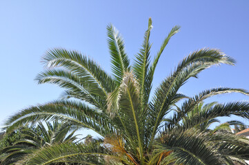 Obraz na płótnie Canvas Palm Tree Crown