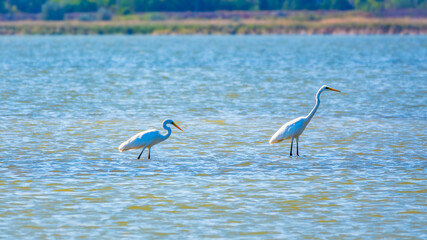 Two white herons stands in the lake