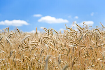 Garley Field In Summer