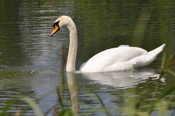 Swan