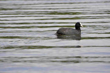 Waterbird