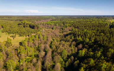 Fototapeta na wymiar Aerial view of green woodland with conifers and leaved trees in springtime, central Russia