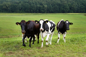 Curious Cows On A Meadow