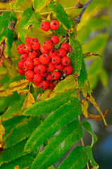 Red Fruits Of The European Rowan, Sorbus Aucuparia