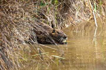 Nutria, Myocastor Coypus, Looking For Fooder In A Pond, Camargue, France