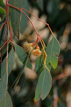 Eucalyptus Red Ironbark, Eucalyptus Sideroxylon, Mugga, South Africa