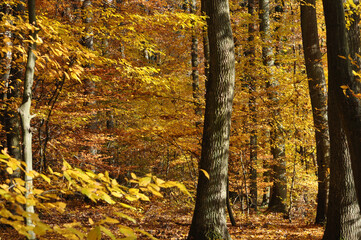 Forest In Yellow