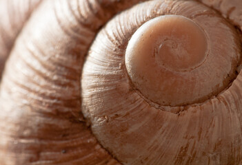 Detail Of A Burgundy Snail Shell