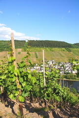Fototapeta na wymiar Vines Near Burg On The Moselle