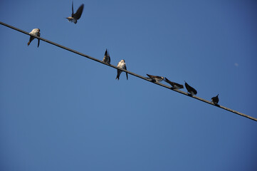 Swallows