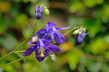 European Colombine, Ranunculaceae