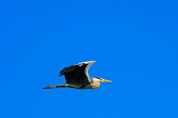 Flying Grey Heron Ardea Cinerea