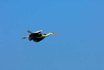 Fototapeta na wymiar Flying Grey Heron Ardea Cinerea