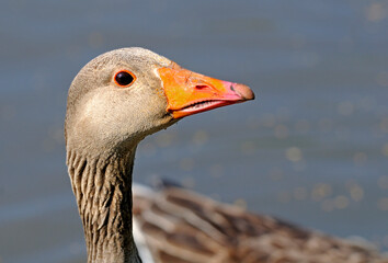 Portrait Of Greylag Goose