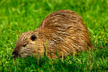 Grazing Nutria, Myocastor Coypus