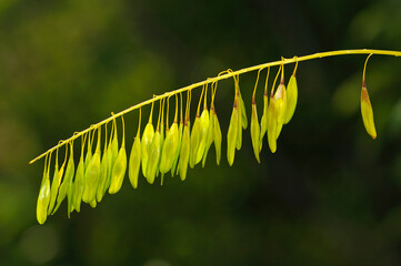 Fototapeta premium Seed Pods Of A Plant