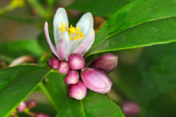 Obraz na płótnie Canvas Flower Of Rangpur Fruit, Lemandarin, Citrus Ã— Limonia, Cultivated Plant
