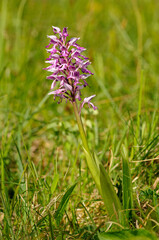 Orchis Militaris, Military Orchid, Terrestrial Orchid, Orchidaceae