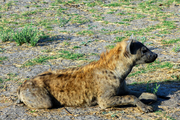 Peering Spotted Hyena Or Laughing Hyena Crocuta Crocuta , Moremi National Park, Botswana