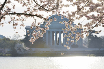 Cherry Blossom Festival in Washington D.C. - Cherry blossoms and Jefferson Memorial	