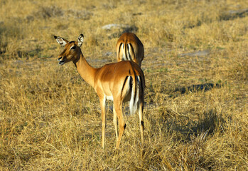 Impala, Aepyceros Melampus, Africa