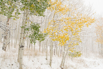 USA, Colorado, White River National Forest. Snow coats aspen trees in winter.