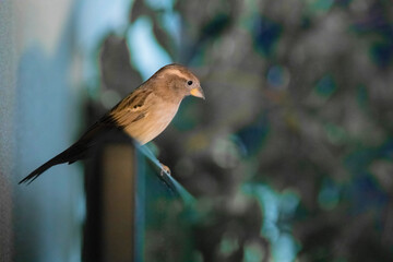 A young sparrow sits on a TV set against a background of blurry indoor home flowers. Domestic sparrow.