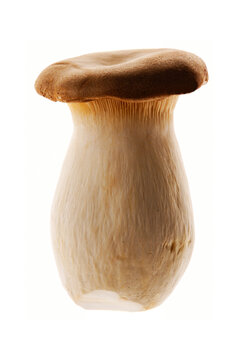 mushrum