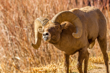 Obraz premium USA, Colorado, Waterton Canyon. bighorn sheep ram making flehmen mating display.