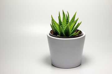 Close up abstract view of a single potted  zebra cactus (Haworthia attenuata) in a small white porcelain pot, with white background