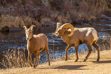 USA, Colorado, Waterton Canyon. Bighorn sheep ram chasing a ewe.
