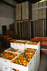 ripe citrus fruits warehouse with boxes of freshly harvested mandarins © JackF
