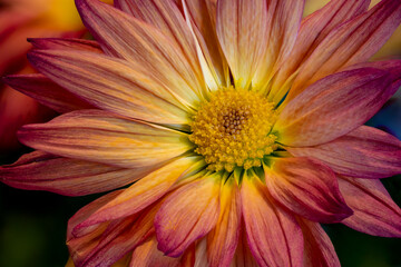 USA, Colorado, Fort Collins. Daisy flower close-up.