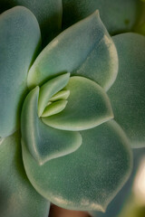 USA, Colorado, Fort Collins. Leatherpetal succulent close-up.
