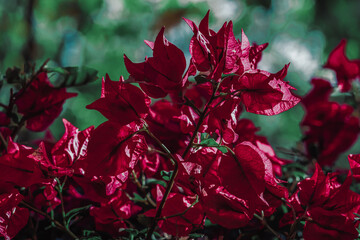Tropical red oleander in dim late afternoon light