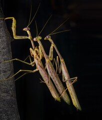 This interesting image captures a rare moment of three Carolina mantis (Stagmomantis carolina) praying mantis insects stacked on top of one another, just before a battle for dominance.