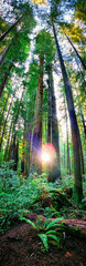 Vertical Redwood Panorama Sunrise, Redwoods National and State Parks, California