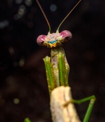 This macro image features a detailed front view portrait of a male Carolina mantis (Stagmomantis carolina) praying mantis insect with a black background. 